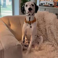dalmatian.diary